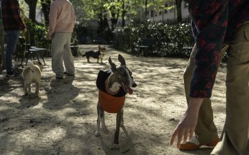 Fête de l'animal en ville dans le 14e