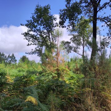 À la découverte des secrets des forêts et de leur gestion à Coët-Couron - Férel !