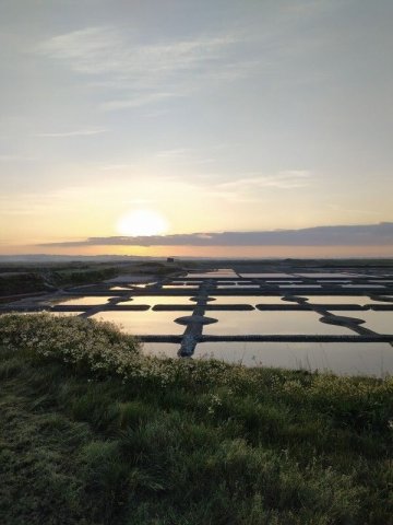 Visitez nos entreprises - "Fleur de sel" à Terre de Sel