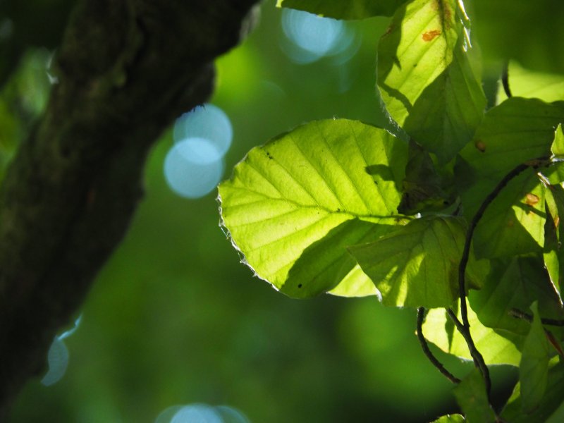 Auprès de mon arbre