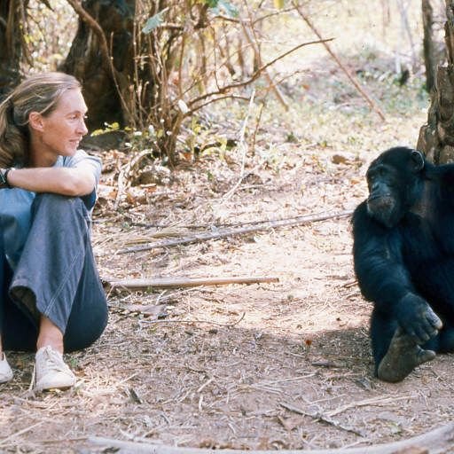 Jane Goodall - Une parole pour l'histoire, un message de paix et d'espoir