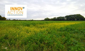 INNOV'ACTION - Avoir un sol couvert toute l’année, même en été ! (49)