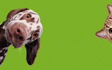 Expo « Chiens et chats » à la Cité des sciences