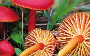 CHAMPIGNONS, une exposition de la Société mycologique de France