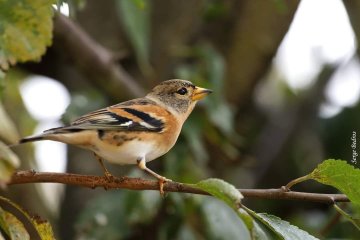 Les oiseaux hivernants du Pré inondé d'Ypres