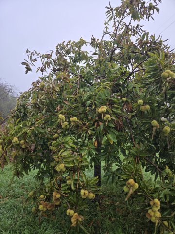 Novembre, la nature avant l’hiver