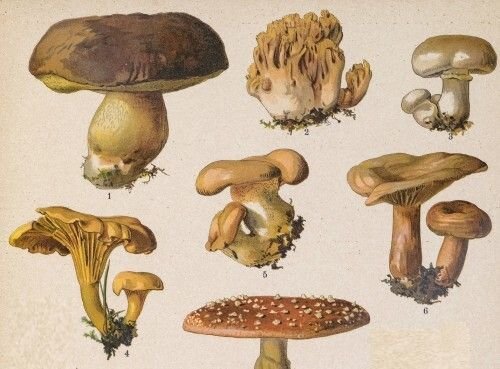 Les champignons à l'aquarelle