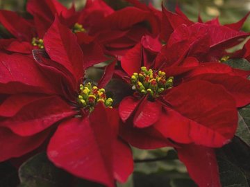 Atelier floral : la magie de Noël