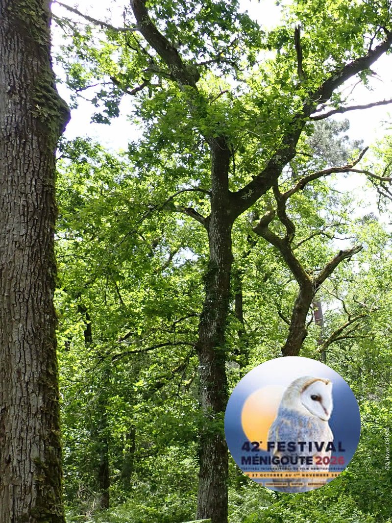 Conférence "Les vieilles forêts : des trésors méconnus à préserver"