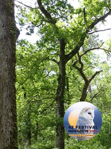 Conférence "Les vieilles forêts : des trésors méconnus à préserver"