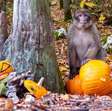 Halloween à la Forêt des Singes
