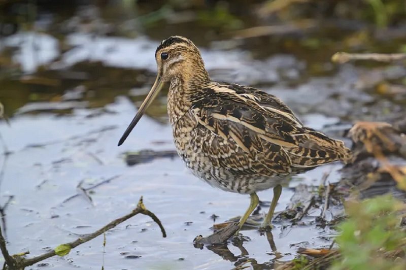 Observation des oiseaux migrateurs