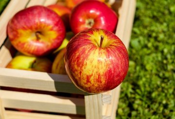 annulé ! Atelier "Pomme d'api" au Jardin Bourian