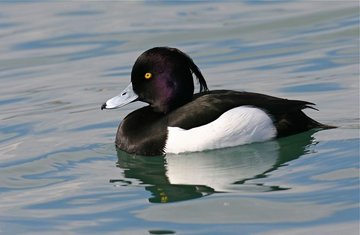 Oh ! Les oiseaux : les hivernants de la lagune - Une balade ornitho pour en savoir plus sur les oiseaux d’ici et d’ailleurs