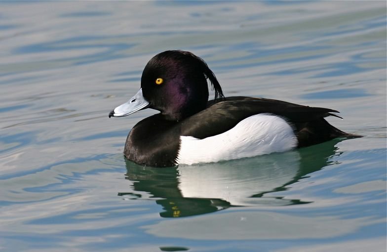 Oh ! Les oiseaux : les hivernants de la lagune - Une balade ornitho pour en savoir plus sur les oiseaux d’ici et d’ailleurs