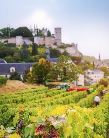 Vignobles en Scène ! à la Forteresse Royale de Chinon