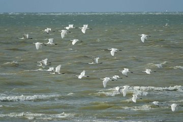 Rendez-vous avec les migrateurs terrestres et marins