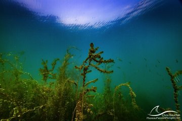 Herbiers sous-lacustres : les secrets des plantes du Léman
