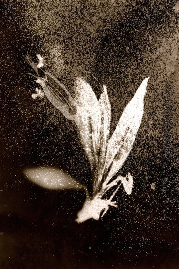 Exposition 3 x photographes, Catherine Larré, Anaïs Tondeur, Silvana Reggiardo - Galerie la Ferronnerie/Brigitte Négrier