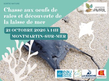 Chasse aux oeufs de raies et découverte de la laisse de mer