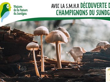 Découverte des champignons du Sundgau