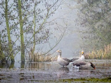 Explorez la magie de la photo animalière