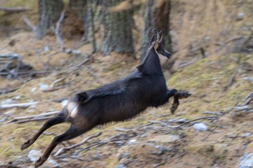 Le rut du chamois