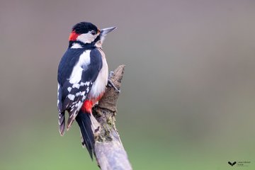 Une journée de photographie animalière aux affûts