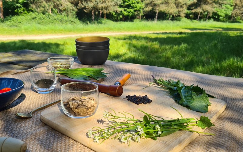 Balade découverte et cuisine des plantes sauvages – Bois de Vincennes