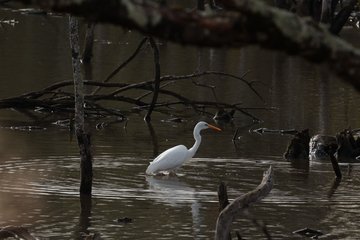 Les oiseaux d'eau de la réserve