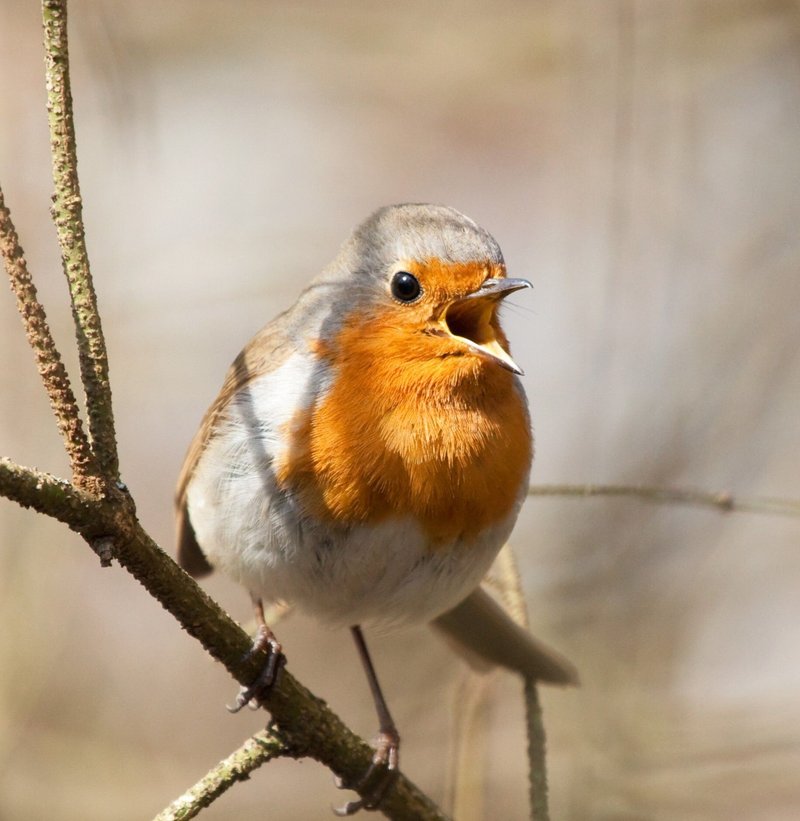Chants d'oiseaux