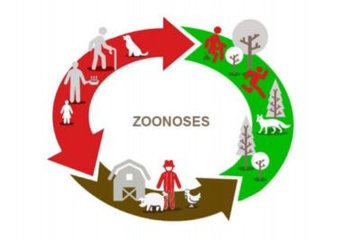 Réunion d'information "les zoonoses"