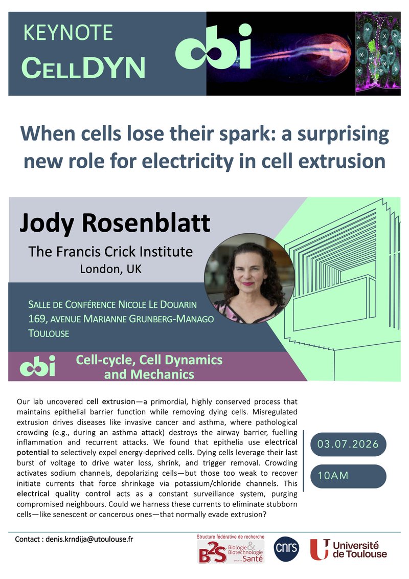 !!! CANCELED !!! CBI Keynote - Jody Rosenblatt: "When cells lose their spark: a surprising new role for electricity in cell extrusion"