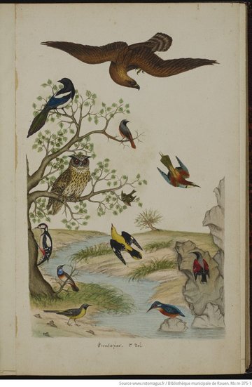 Puzzle ornithologique