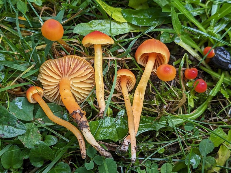 Les secrets du monde fongique : à la découverte des champignons du Jardin Botanique de Genève  -  En anglais