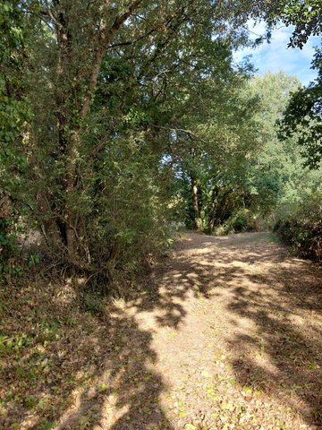 À la découverte des arbres de Saint-André-des-Eaux