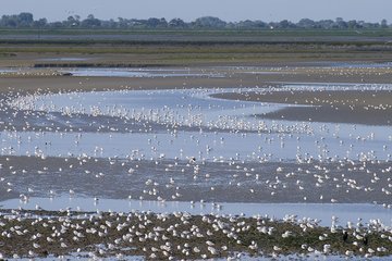Oiseaux, phoques et flore de la Réserve naturelle de la Baie de Somme