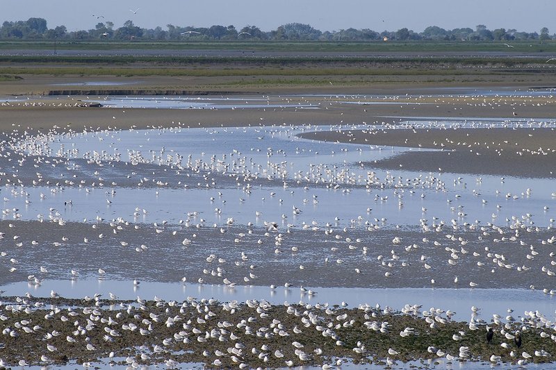 Oiseaux, phoques et flore de la Réserve naturelle de la Baie de Somme
