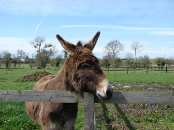 Balade nature aux pas des ânes EQUIDAYS