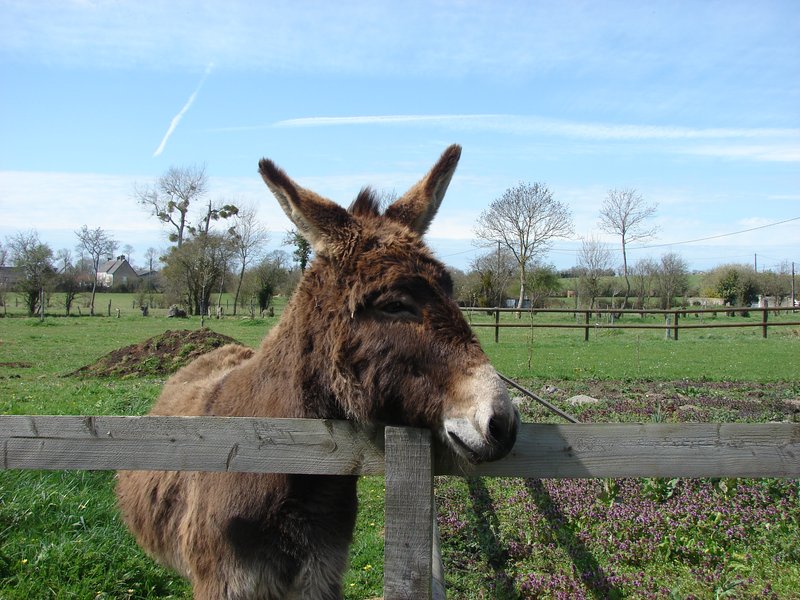 Balade nature aux pas des ânes EQUIDAYS