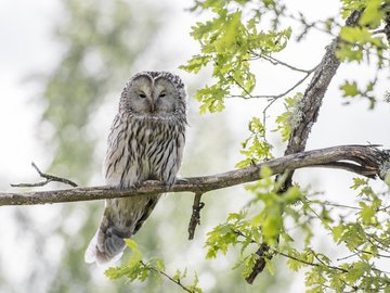 Atelier Nature : Chouettes et hiboux