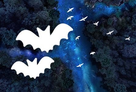 La nuit est belle | Promenade le long de l’Arve 🦇