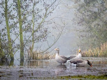 Capter la magie des ailes déployées