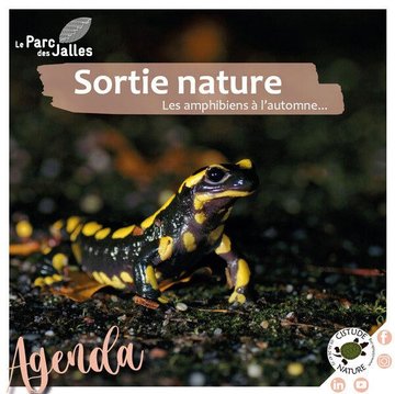 "Les amphibiens à l'automne et la très mystérieuse salamandre"