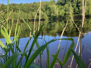 Atelier au potager en permaculture: zoom sur la mare et chantier de plantation