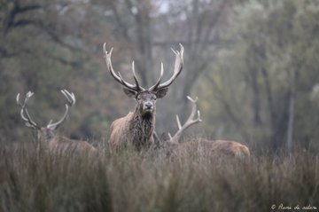 Brame du cerf en Sologne