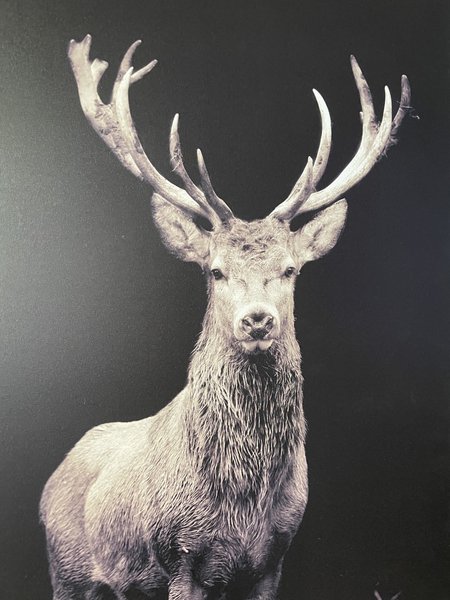 SORTIE BRAME DU CERF AVEC LA CABANOT
