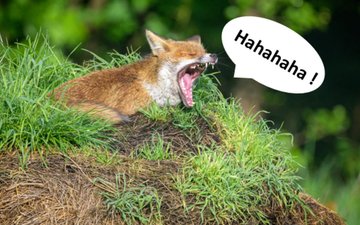 Lecture Nature : Humour sauvage