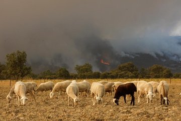 Jeudis du Pastoralisme #3 : Face aux incendies et à la fragilité de notre espace méditerranéen, quelle place pour le pastoralisme ?