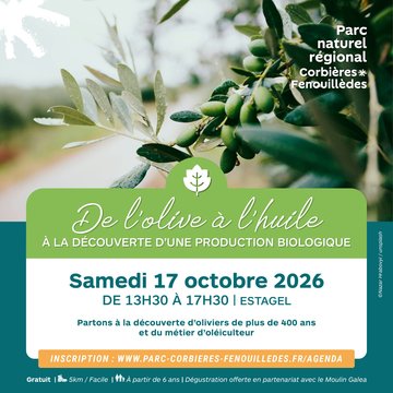 De l'olive à l'huile : Partons à la découverte d’une production d’huile d’olive biologique